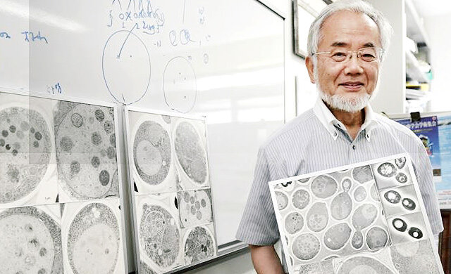 Окно питания: как новый подход к питанию помогает замедлить старение и укрепить здоровье