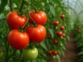 Томат «Дикий тимьян»: Ваш незаменимый союзник на огороде