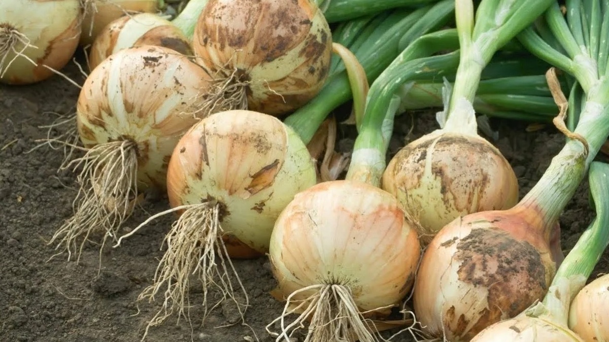 Соль как секрет успешного урожая лука