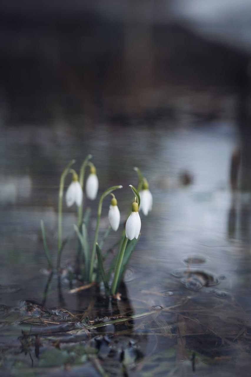 Доброе утро!. Коротко о погоде: неделя будет холодной и дождливой, возможен даже снег Доброе утро!. Коротко о погоде: неделя будет холодной и дождливой, возможен даже снег