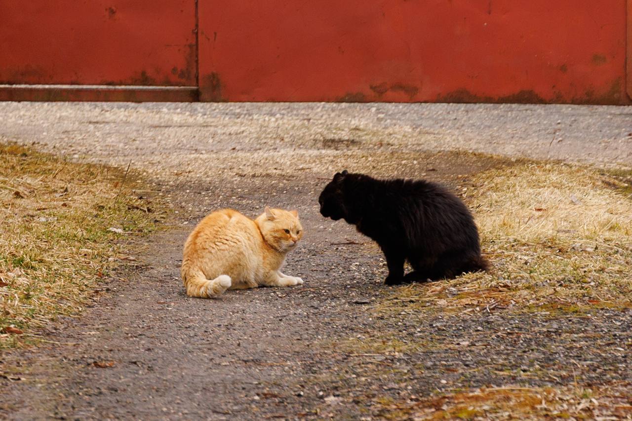 На этой предпасхальной апрельской неделе синоптики обещают нам дожди со снегом и похолодание На этой предпасхальной апрельской неделе синоптики обещают нам дожди со снегом и похолодание
