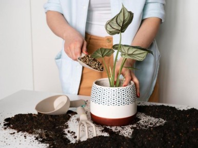 Уютная почва в домашних горшках: как натуральные добавки улучшают groei растений