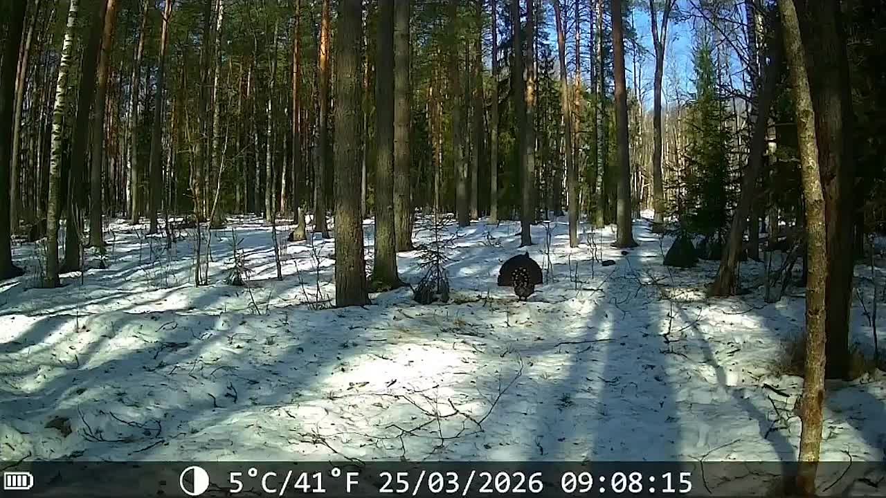 Смотрите, что удалось заснять с помощью фотоловушки в Петушинском округе!