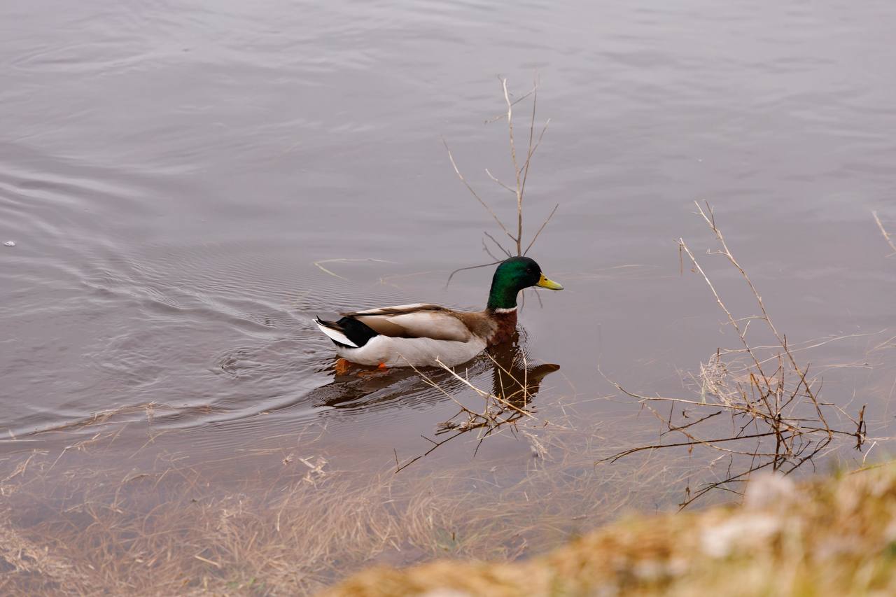 На этой предпасхальной апрельской неделе синоптики обещают нам дожди со снегом и похолодание На этой предпасхальной апрельской неделе синоптики обещают нам дожди со снегом и похолодание