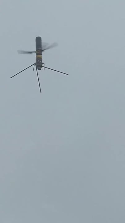 Леса под присмотром «Одуванчиков»