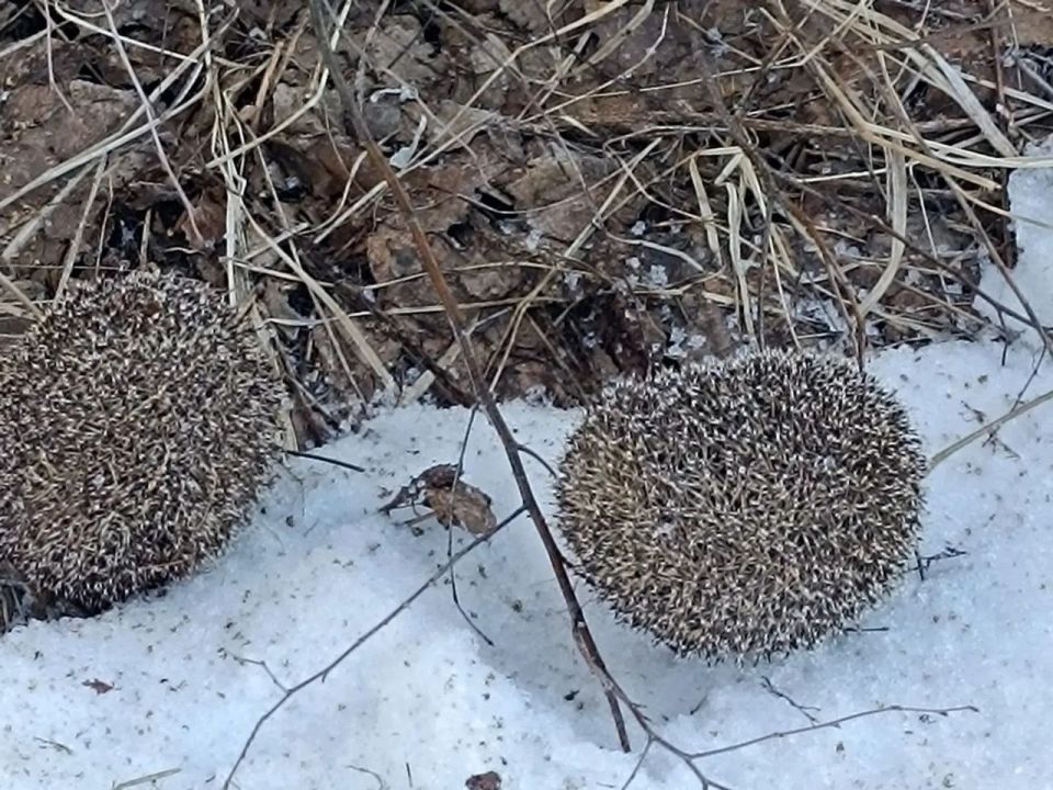 ��� ����� - ����� �� ���� ������� ������������ �������