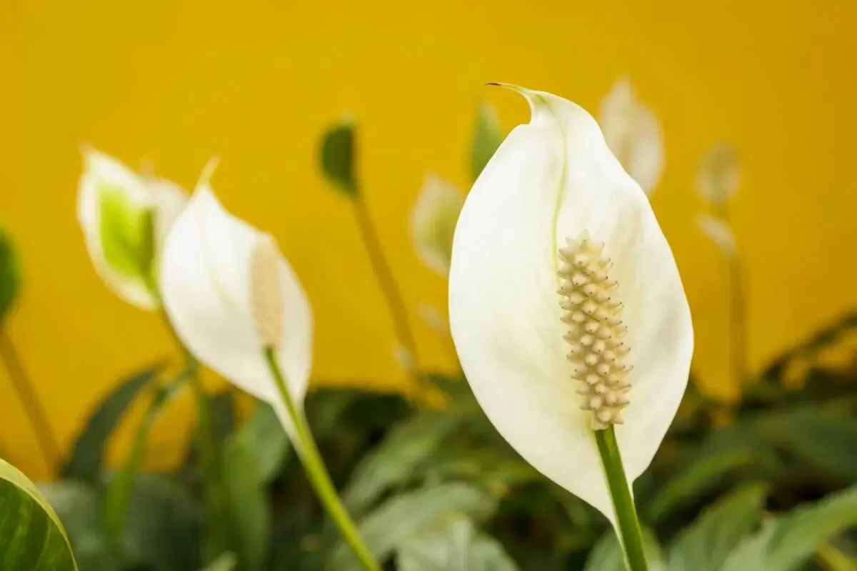 Как ухаживать за спатифиллумом в феврале: основные ошибки и правила