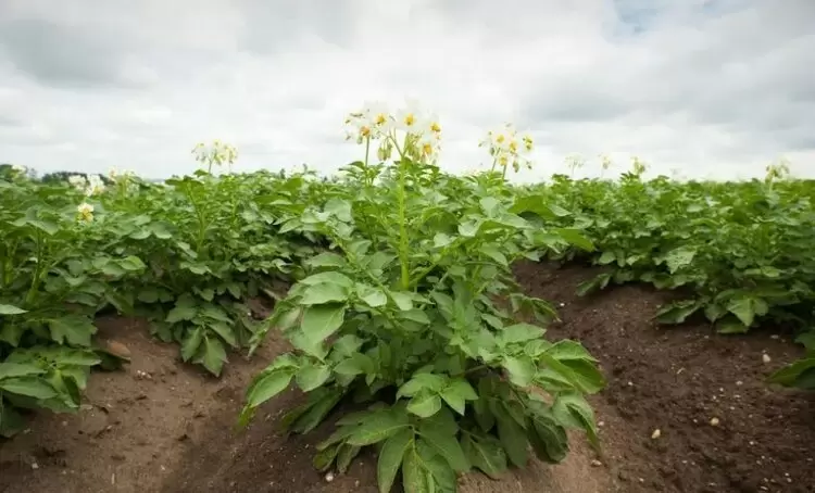 Генетически отредактированный картофель вернется в поля: новый этап исследований