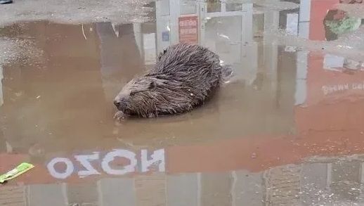 ��� ����� - ����� �� ���� ������� ������������ �������