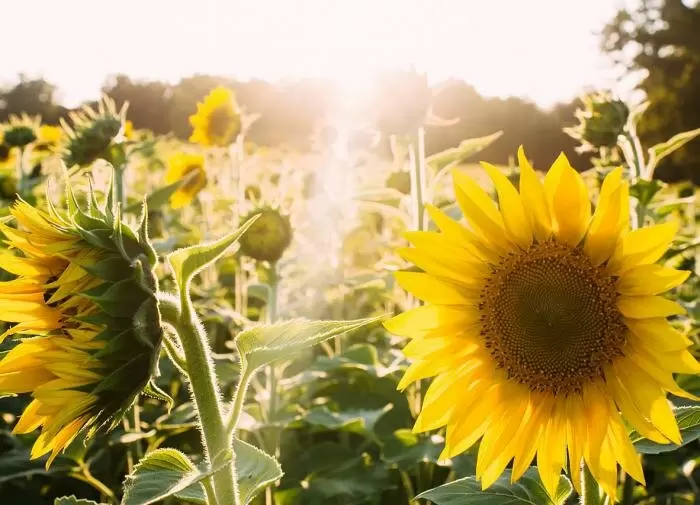 Двудольные растения: ключ к устойчивому будущему экосистем