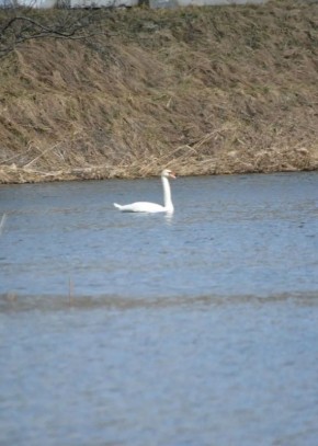 Под вечер - кадры из мира природы Владимирской области