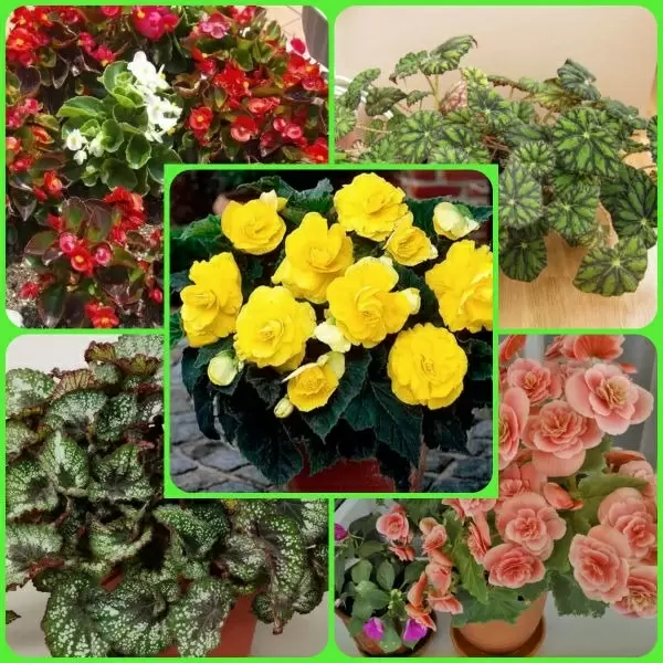 Очарование бегоний: секреты ухода и самые привлекательные сорта для вашего дома