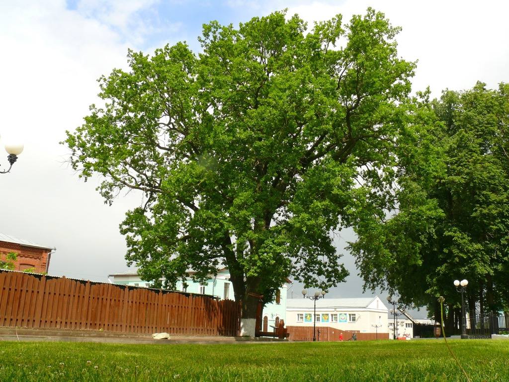 Столетнее дерево, украшающее центр Владимира, может рухнуть