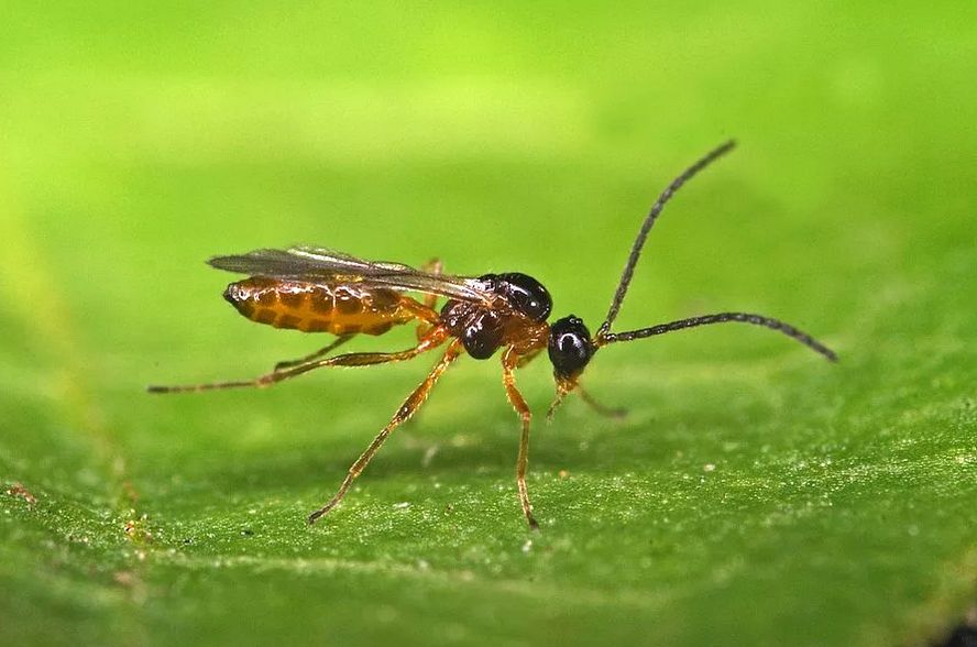 ������ �������� � ����