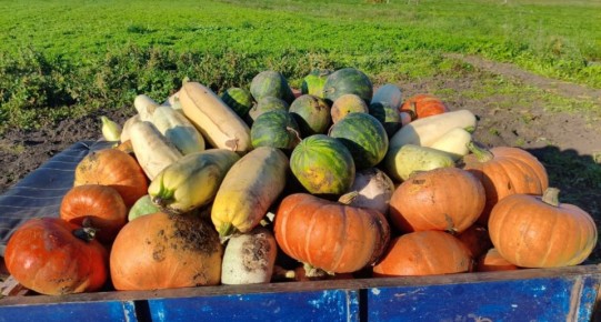 Ранние кабачки, которые смогут удивить: ключ к первому урожаю за месяц
