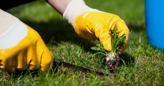 ����������� ������ � ���������: ������ ��� ���������