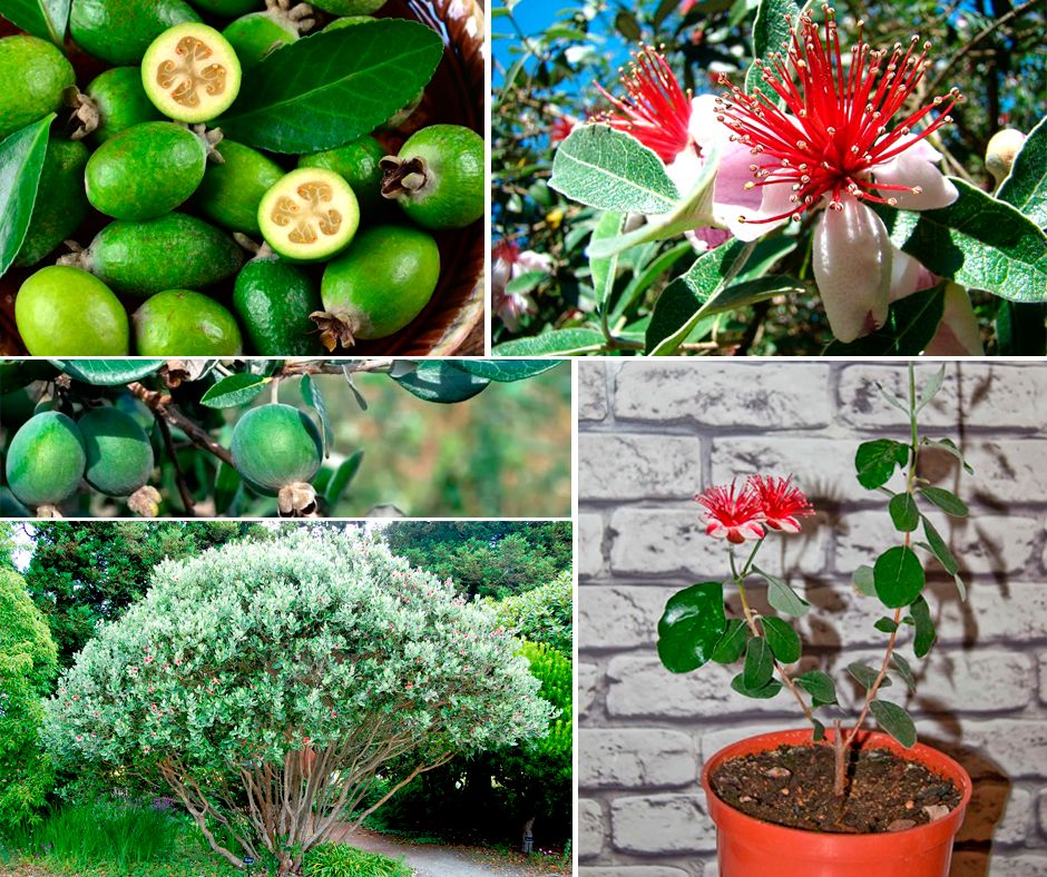 ��� ��������� ������ � �������� ��������: ������� ������