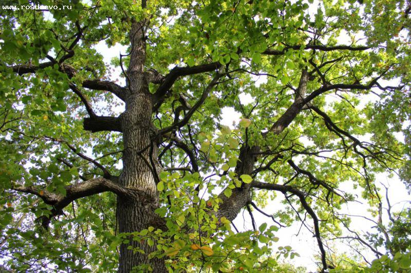 Столетнее дерево, украшающее центр Владимира, может рухнуть Столетнее дерево, украшающее центр Владимира, может рухнуть