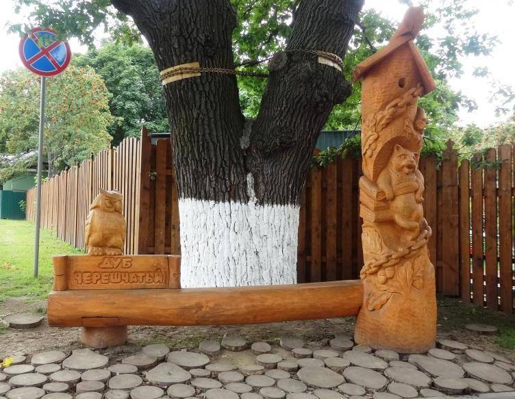 Столетнее дерево, украшающее центр Владимира, может рухнуть Столетнее дерево, украшающее центр Владимира, может рухнуть