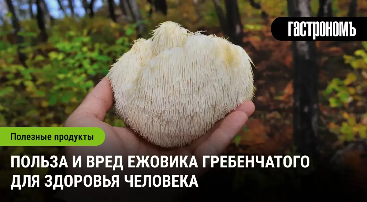 Гриб-лапша: как он улучшает память и здоровье