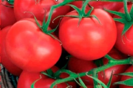 �����: ��������� ����� ��� ��������� ������� ��� ������ ������