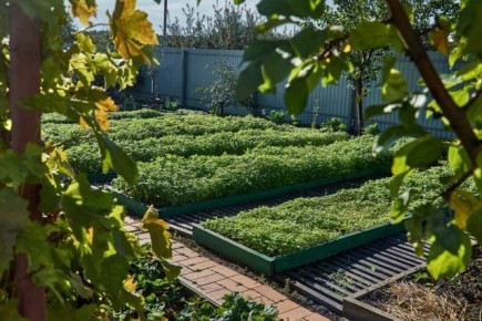 Восстановление плодородия почвы: черный пар или задернение?