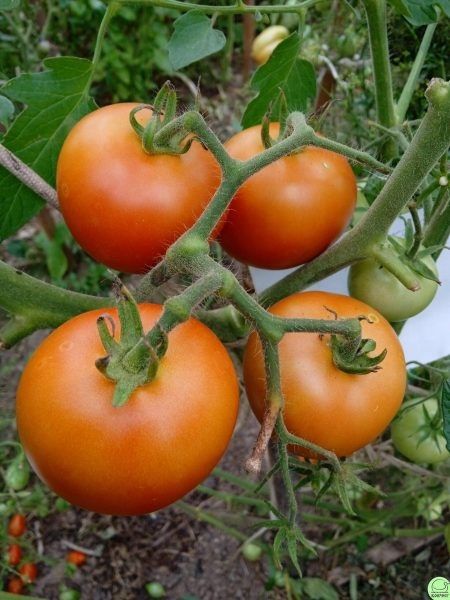 ����� ������ ���: ������ ������ � ����� ������ � ������������� ������������