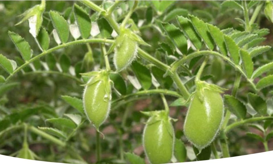 ���: ������� �������� � ������������ �������������