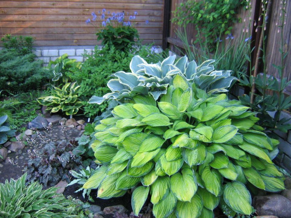 ��� ��������� ��������� �����: ������� ��������� �����