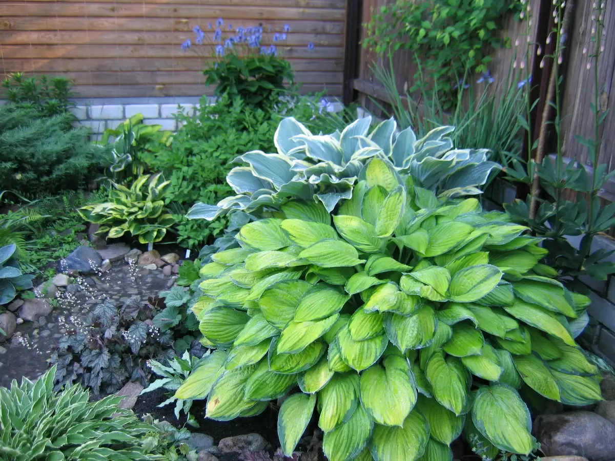 Как вырастить идеальные хосты: секреты успешного ухода