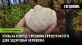 Гриб-лапша: как он улучшает память и здоровье