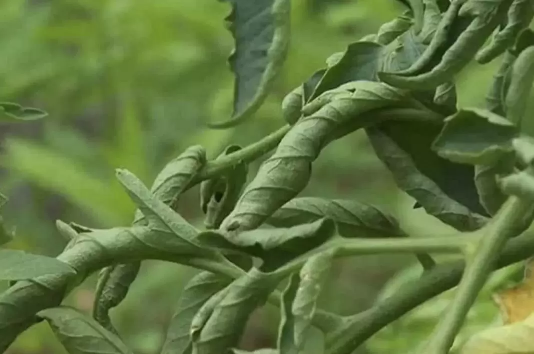 Причины скручивания листьев у помидоров и как с этим справиться