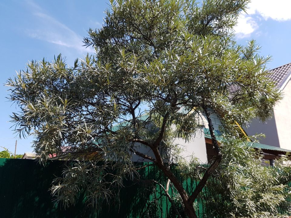 ��� ������� ����� ������������ ������� �������: �������� � �������������� ������������