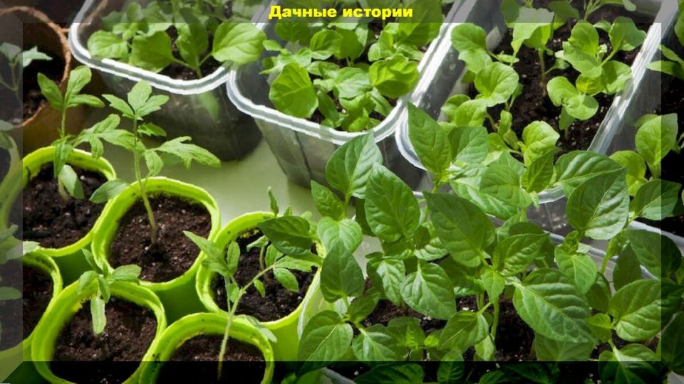 ����� ��������� ������: ��� �������� ������� ������� ��� ������ ������