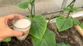 Как натуральные подкормки могут улучшить урожай огурцов