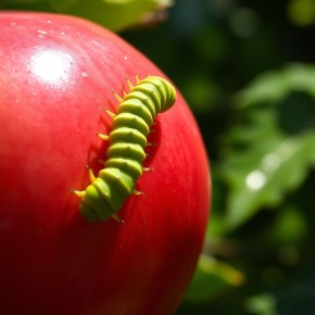 Секреты защиты урожая: как побороть гусениц в саду