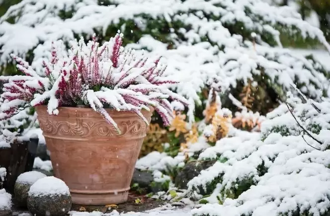 Зимний уход за растениями: как помочь саду пережить морозы