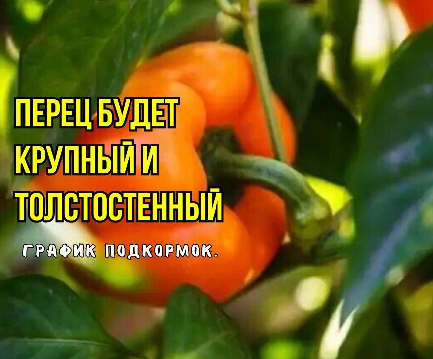 ��� ��������� ������ �����: ������� ��������� �� ����