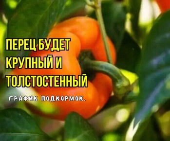 ��� ��������� ������ �����: ������� ��������� �� ����