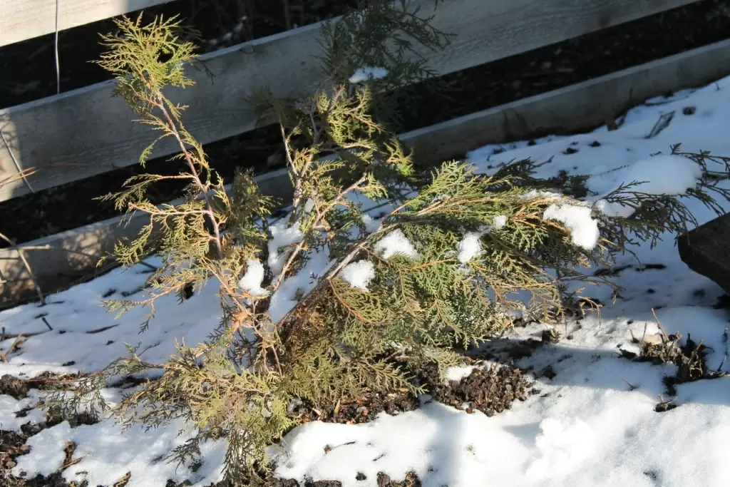 Весенние ожоги хвойных растений