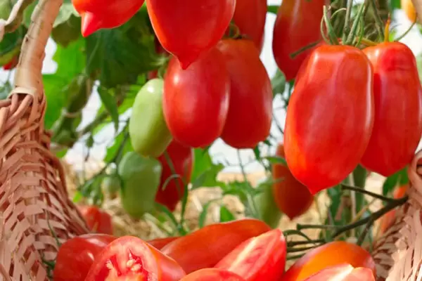 Томат Фестиваль: идеальный выбор для дачников и гурманов