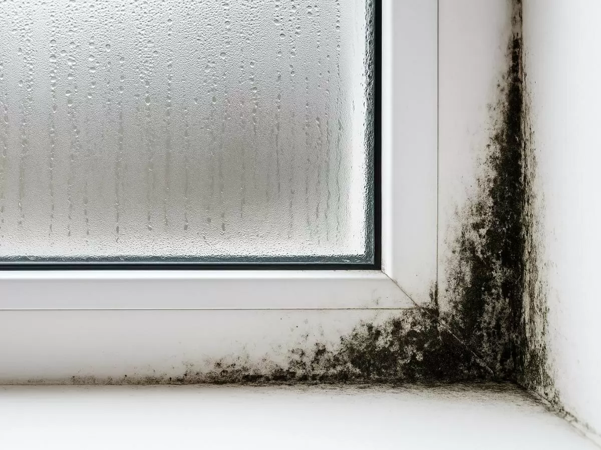 Плесень в осенний период: как предотвратить её появление в вашем доме