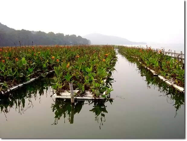 Плавучие фермы: будущее сельского хозяйства на воде