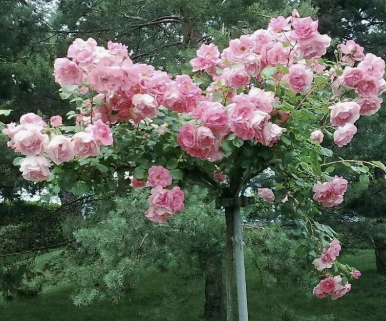 ���� ��� ��������� ���: ��������� ������, ��������� � ������ ��������