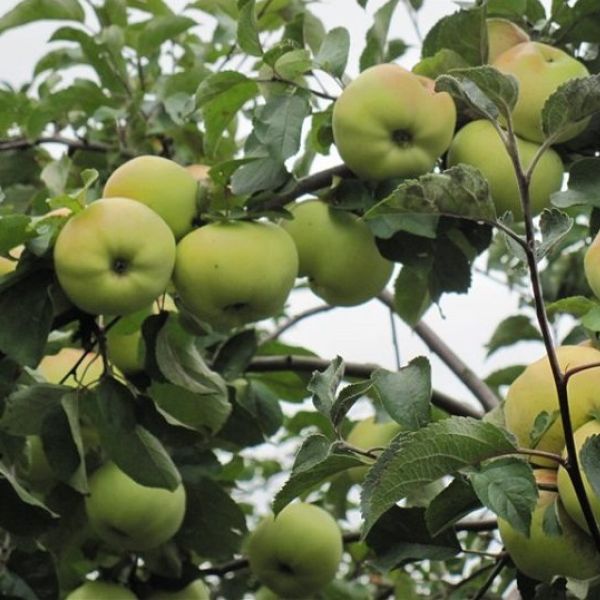 ������ ���������: ��� ��������� ���� ����������� ������ ���������