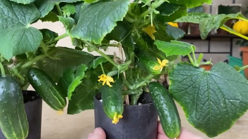 ��� ��������� ��������� ������ �����: ������� ������ �� 8 �� ��� ���������