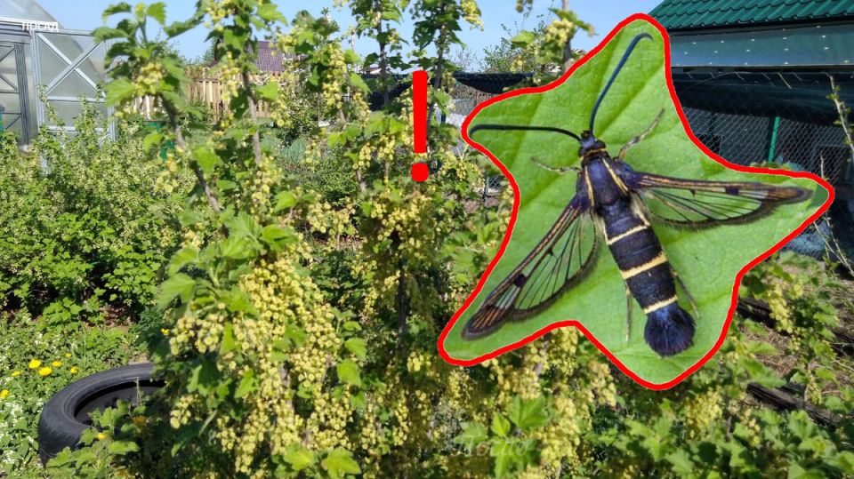 ��� ���������� �� ������������ ������������: �������� ���������