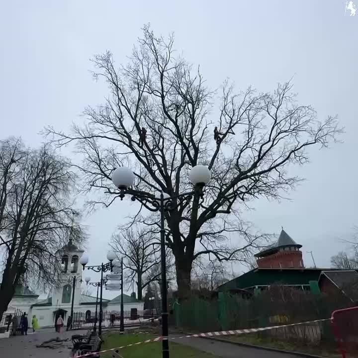 Сохранение природного наследия: на улице Спасской проведены работы по уходу за черешчатым дубом