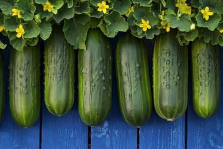 Почему желтеют огурцы: ищем причины и способы спасения