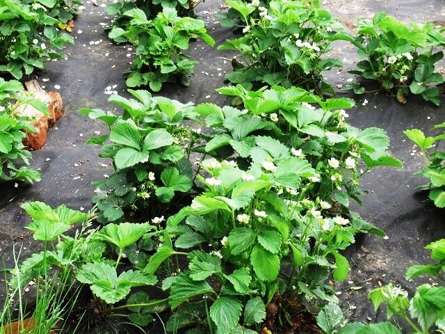 �������� ��� �������: ��� ������ � ����������� �������� ������